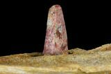Spinosaurus Jaw Section - Composite Tooth #110476-4